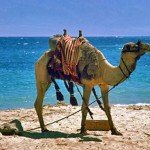 Animal-Camel-Beach-ssh3